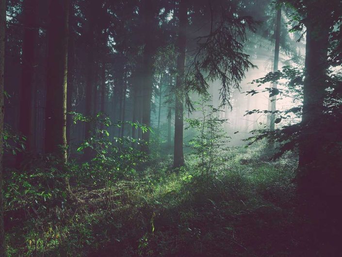 Moody Forest