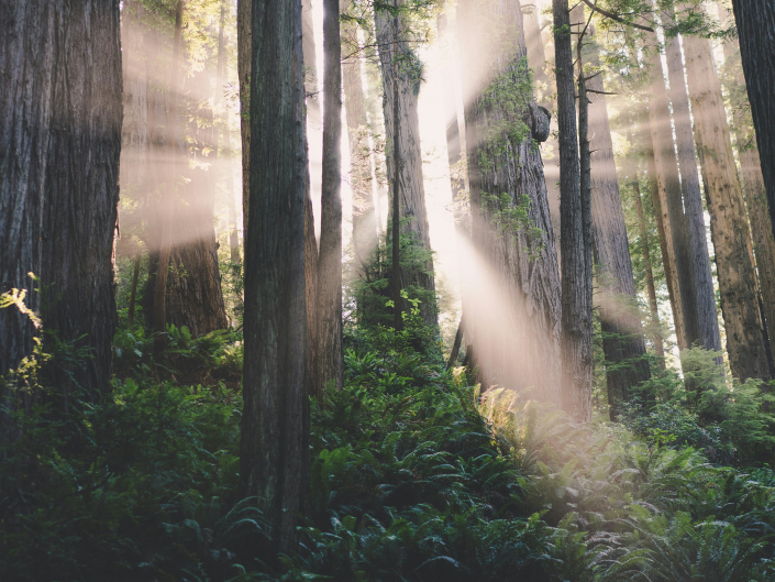 Enchanted Forest Light