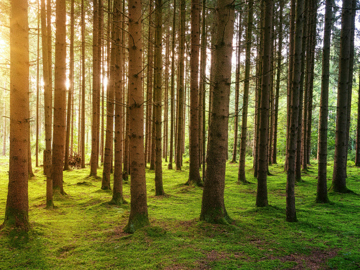 Golden Hour Forest